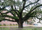 b26-the-old-tree.JPG