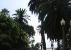 b07-west-coast-palms.JPG