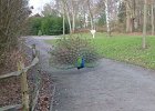 32-a-peacock-gaurds-our-escape.JPG