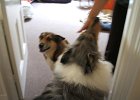 04-pooch-squared.JPG
