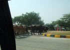 004-stopped-by-cattle.jpg
